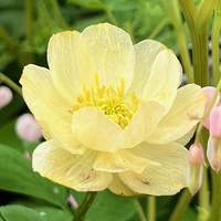 Trollius x cultorum 'New Moon'